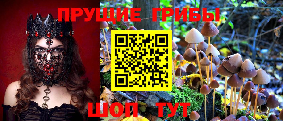 Когалым  Галлюциногенные грибы Psilocybine cubensis  Вход с VPN 